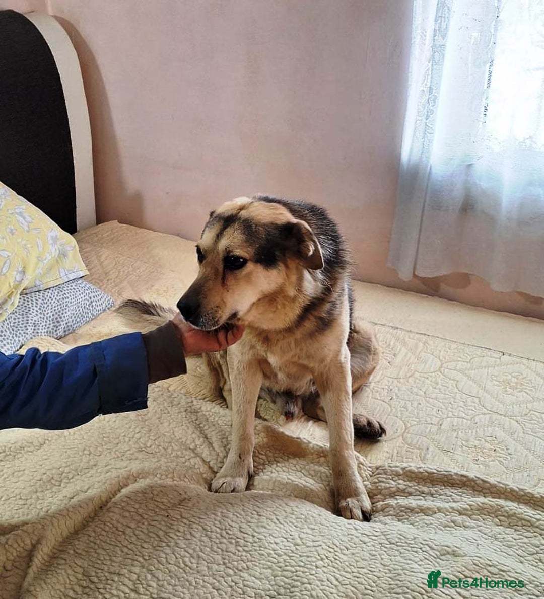 Mixed Breed dogs for adoption: Oldie but Goldie MAX needs a Loving Home - Advert 18