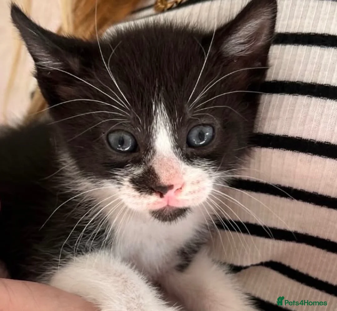 Mixed Breed cats for sale: Last 2 kittens  in Southend-on-Sea - Advert 2
