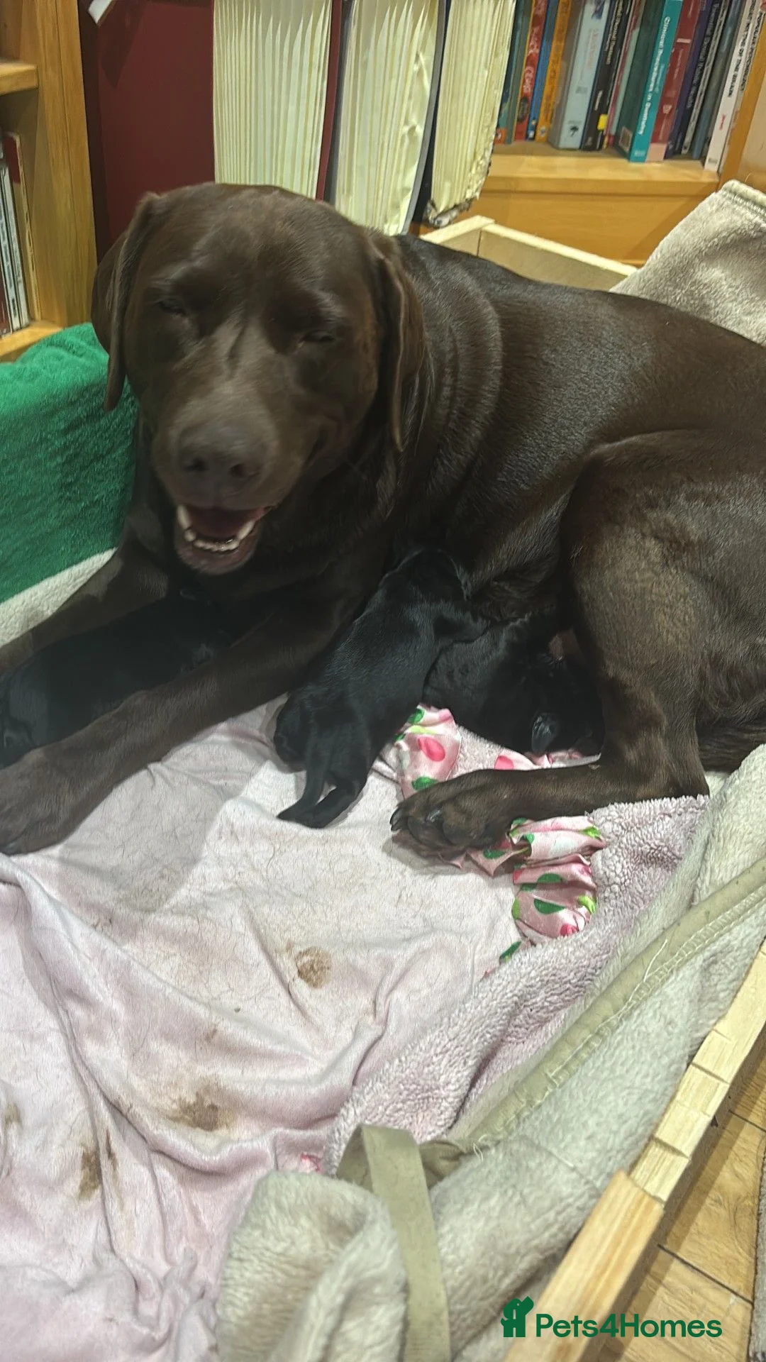 Cockerdor dogs for sale: Ding-Dong Bell,  Puppies in a Well ! in West Malling - Advert 1