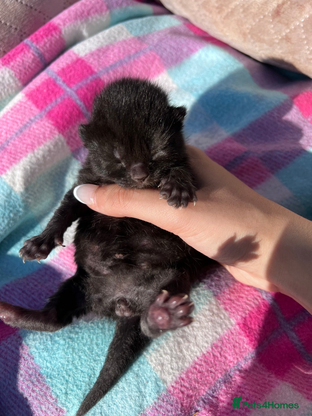 British Shorthair cats for sale: Mixed British shorthairs  - Image 5