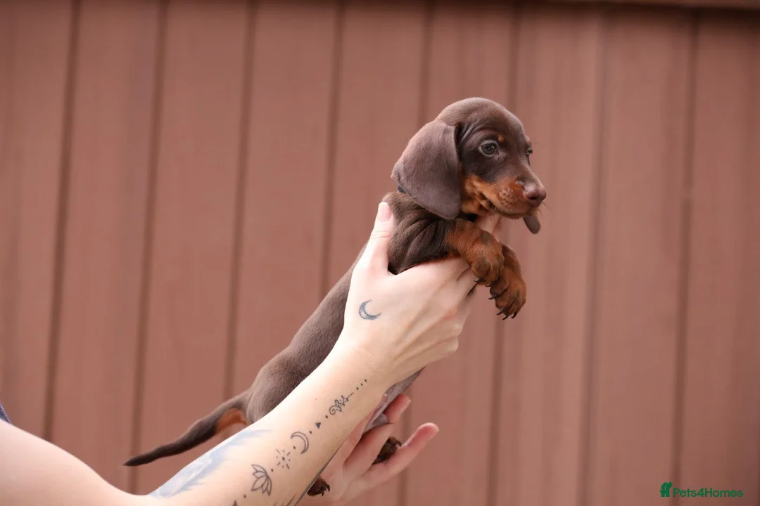 Miniature Dachshund dogs for sale: Miniature Dachshunds  - Advert 2