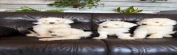 Old English Sheepdog dogs for sale: Kc Registered Old English Sheepdogs  - Advert 7