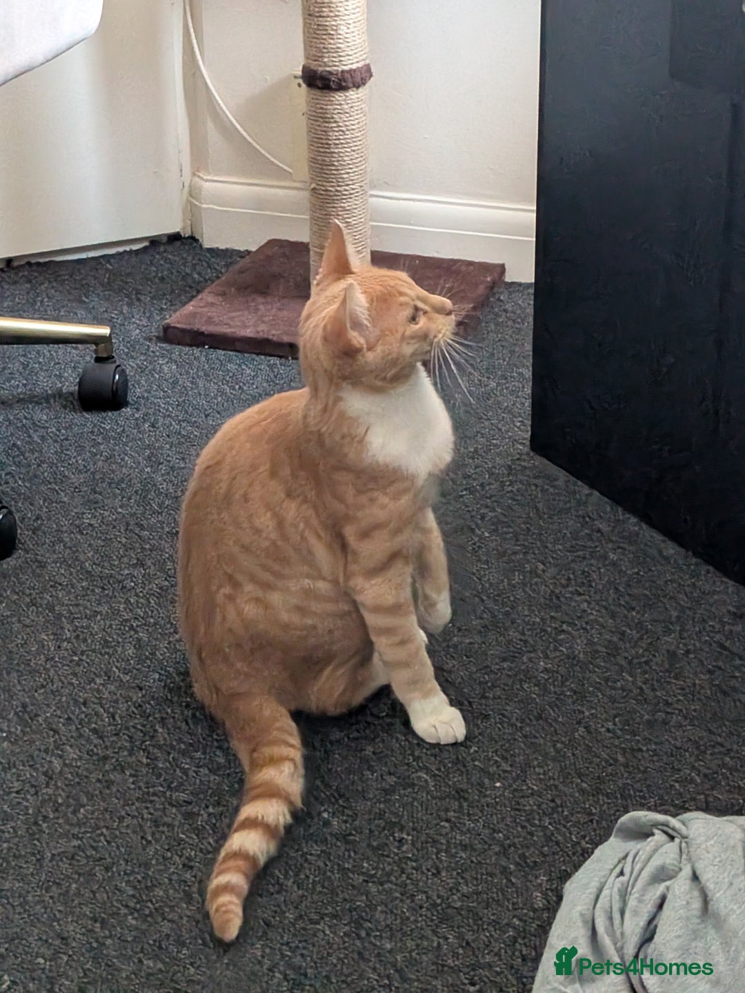 Mixed Breed cats for sale: 7 month old kitten - Advert 6