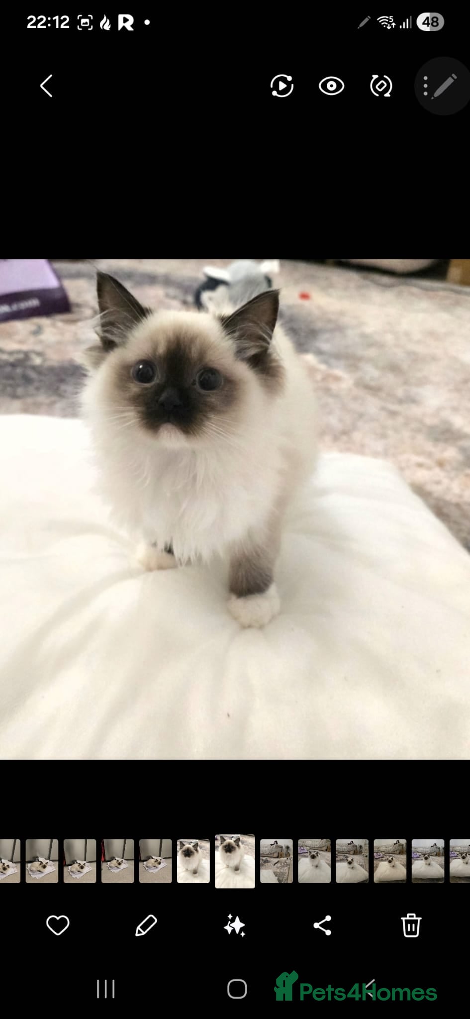 Ragdoll cats Ragdoll - Advert 5