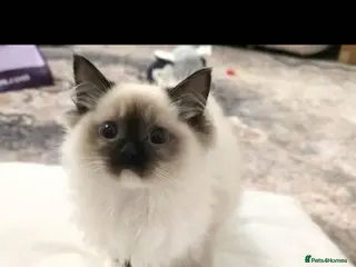 Ragdoll cats Ragdoll - Advert 1