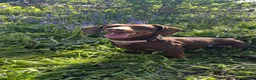 Dachshund dogs for sale: Beautiful dachshund puppies  - Advert 14