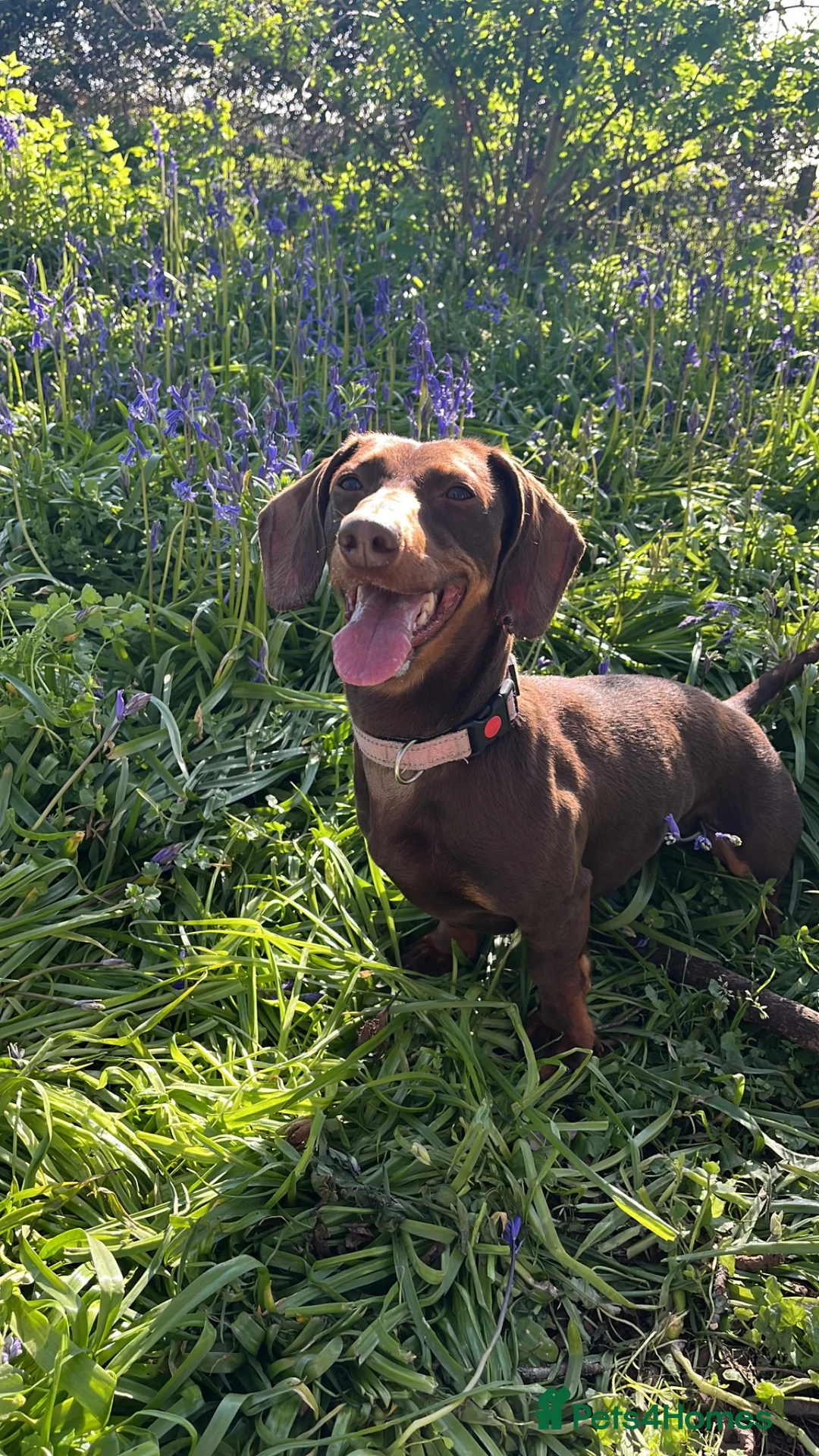 Dachshund dogs for sale: Beautiful dachshund puppies  - Advert 14