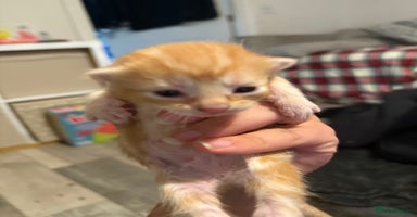 Mixed Breed cats - Advert 15