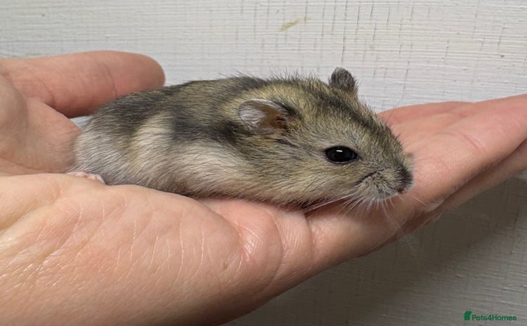 Hamster rodents - Advert 3