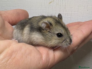 Hamster rodents - Advert 13