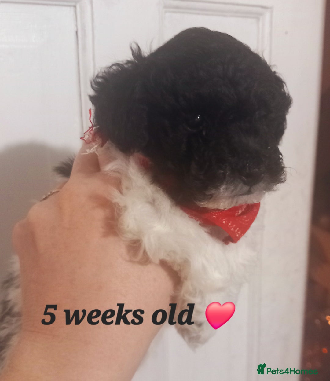 Toy Poodle dogs for sale: **1 PARTI BOY AVAILABLE**READY 21st DECEMBER** - Advert 36