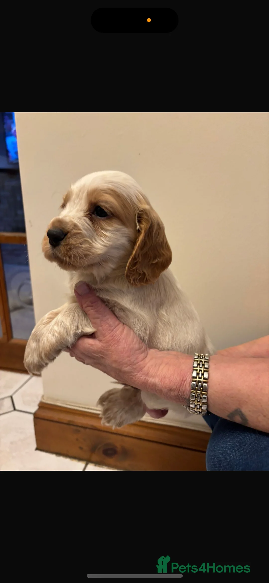 Cocker Spaniel dogs for sale: KC reg cocker spaniels  - Advert 27