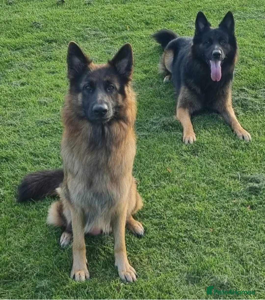 German Shepherd dogs for sale: German Shepherd Puppies – Healthy, Socialised  - Advert 1
