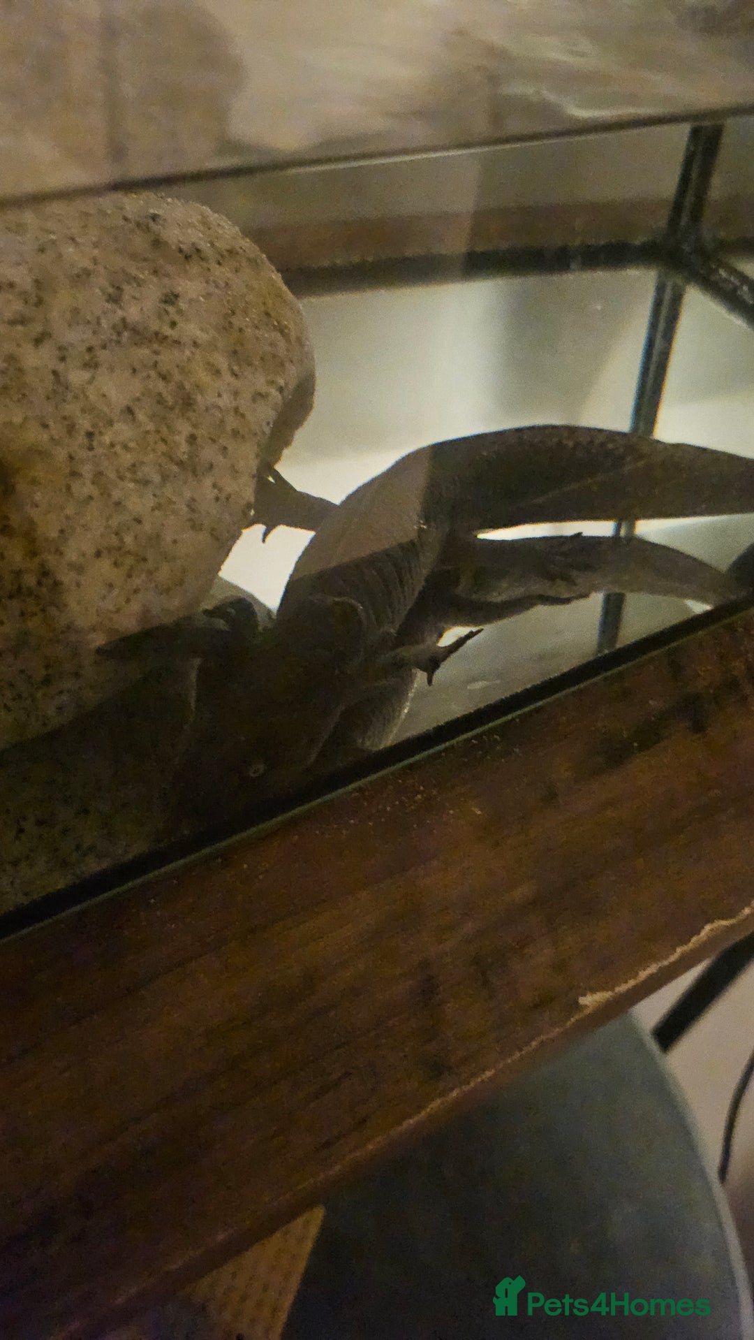 Axolotl reptiles for sale: Male Axalotl  - Advert 6