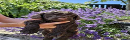 Cockapoo dogs for sale: Last stunning f2b Chocolate cockapoo boy - Advert 17