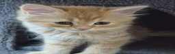 Siberian cats for sale: 6 beautiful Siberian kittens  - Advert 9