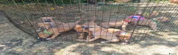 Lurcher dogs for sale: Lurcher pups  in Sturminster Newton - Advert 14