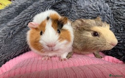 Guinea Pig rodents for sale: Two beautiful male guinea pigs for sale.  - Image 1