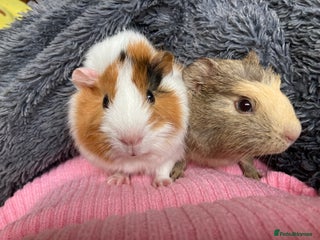 Guinea Pig rodents - Advert 34