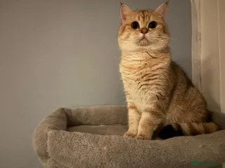 British Shorthair cats Stunning TICA Active British Shorthair Gold - Advert 3