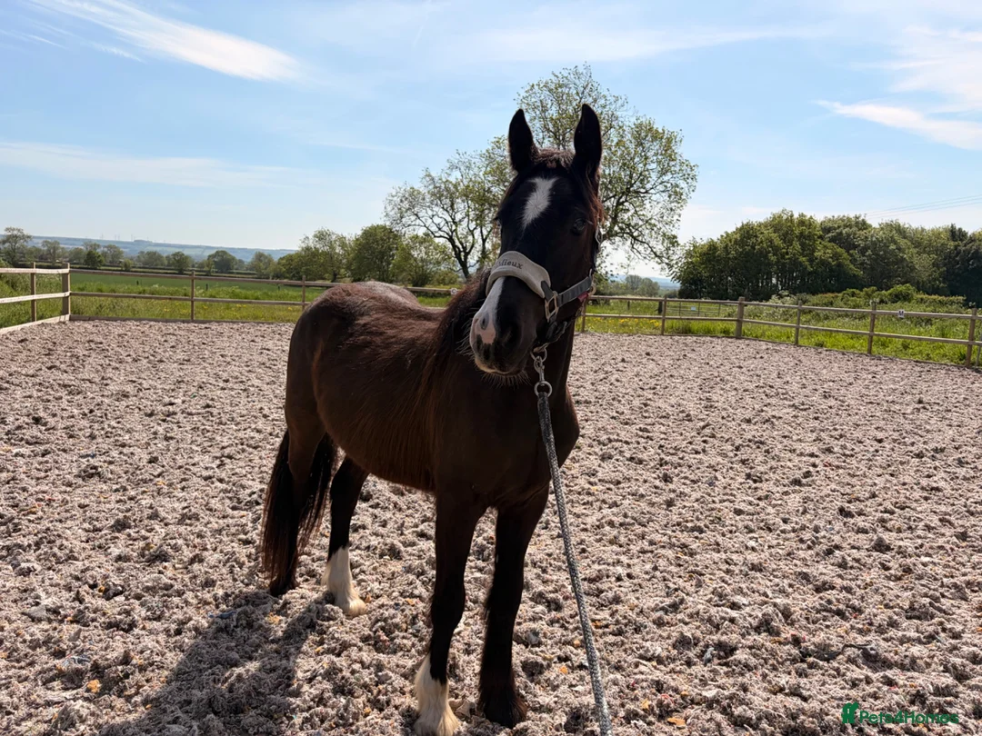 Irish Cob horses for sale: 💙 MR BOO – The Blue-Eyed Bandit 💙 in Scunthorpe - Advert 1