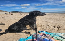Labradoodle dogs for stud: Bigby - Image 7