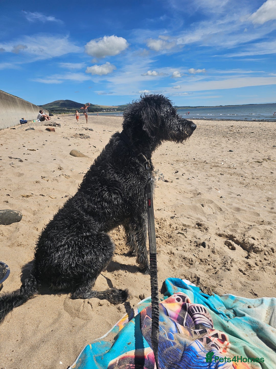Labradoodle dogs for stud: Bigby - Image 7