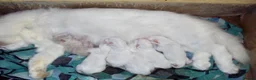 Persian cats for sale: The last Beautiful Persian female kitten - Advert 8
