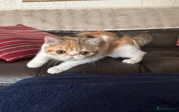 Exotic cats for sale: Paloma is an exotic with a longer nose - Image 8