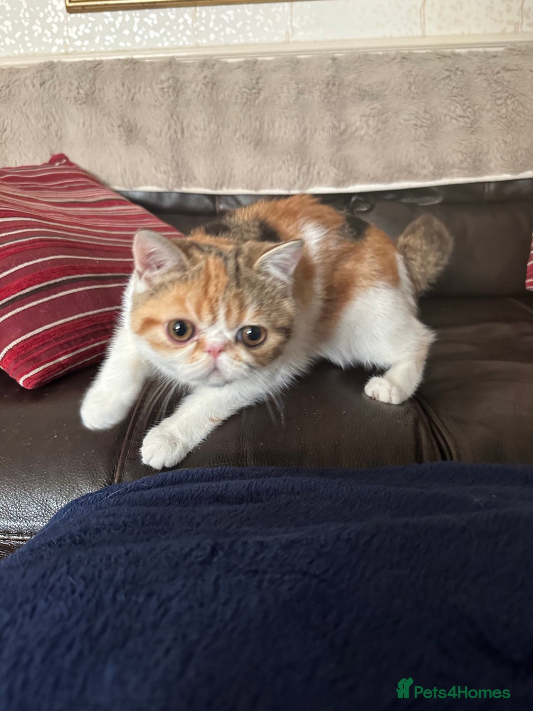 Exotic cats for sale: Paloma is an exotic with a longer nose - Image 8