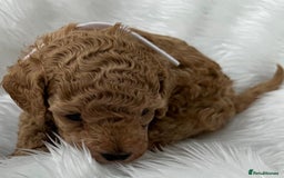 Cavapoo dogs for sale: Adorable Cavapoo Puppies - Parents Health Tested - Image 5