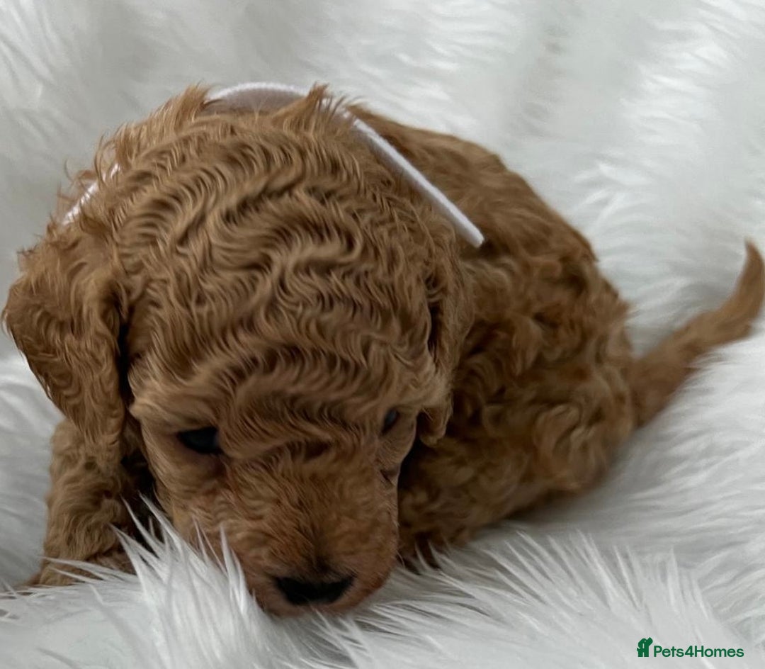 Cavapoo dogs for sale: Adorable Cavapoo Puppies - Parents Health Tested - Image 5