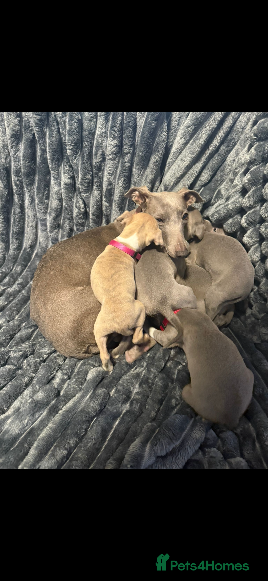 Italian Greyhound dogs 6 Beautiful Italian greyhounds - Advert 4