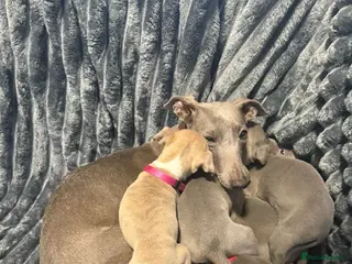 Italian Greyhound dogs 2 boys left Beautiful Italian greyhounds ready now - Advert 18