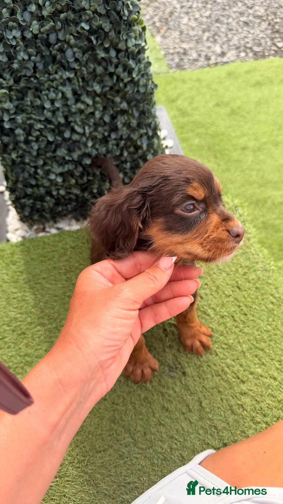 Cocker Spaniel dogs Cocker Spaniel puppies - Advert 3