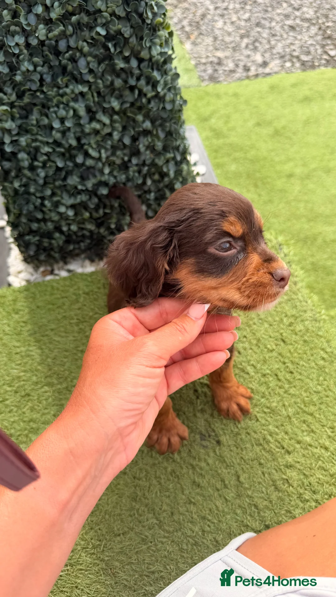 Cocker Spaniel dogs for sale: Cocker Spaniel (working type) - Advert 1
