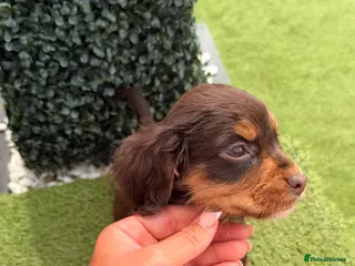 Cocker Spaniel dogs Cocker Spaniel (working type) - Advert 1