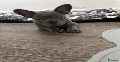French Bulldog dogs - Advert 8