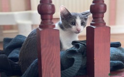 Oriental cats for sale: Ready now! Beautiful oriental mix kittens  - Image 15