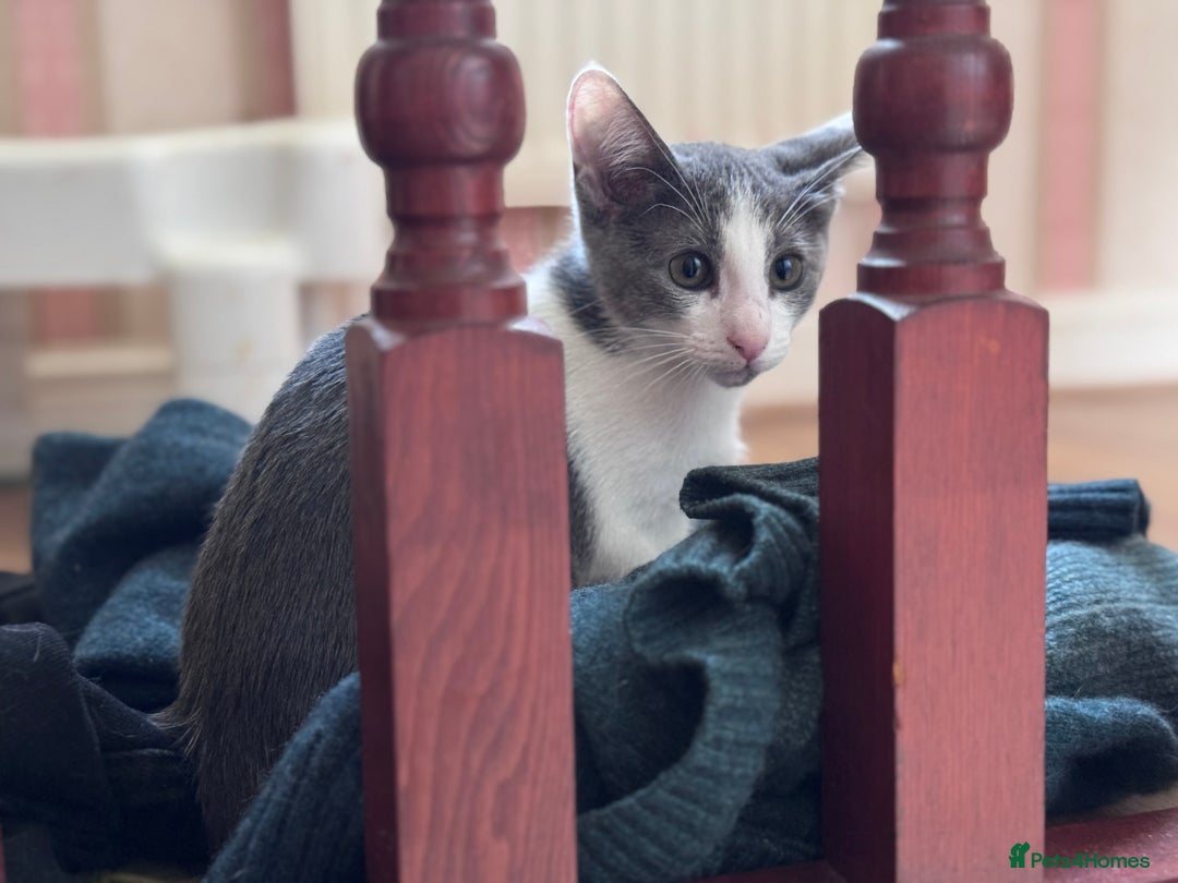 Oriental cats for sale: Ready now! Beautiful oriental mix kittens  - Image 15