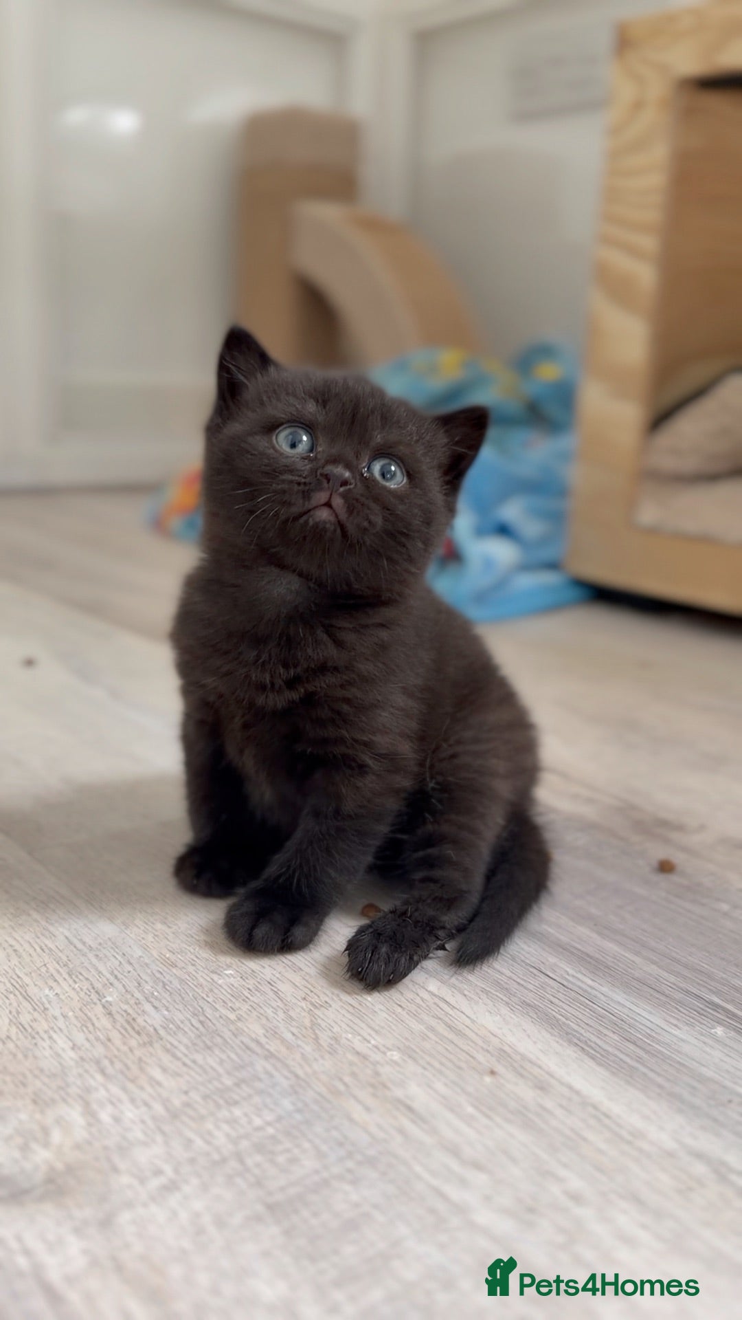 British Shorthair cats Ready now GCCF health tested British Shorthair  - Advert 2