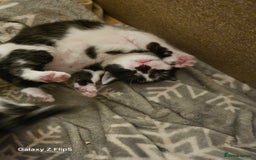 Mixed Breed cats for sale: Fluffy black and white. - Image 7