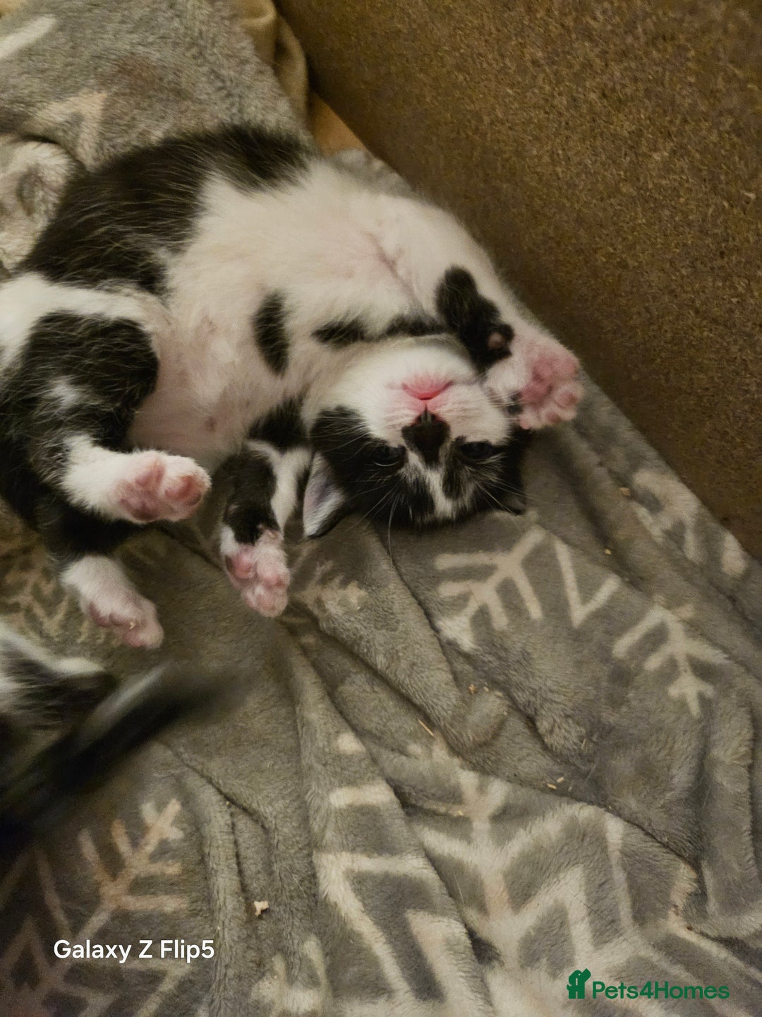 Mixed Breed cats for sale: Fluffy black and white. - Image 7
