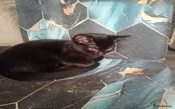 British Shorthair cats for sale: 2 beautiful kittens looking for forever home  - Image 2