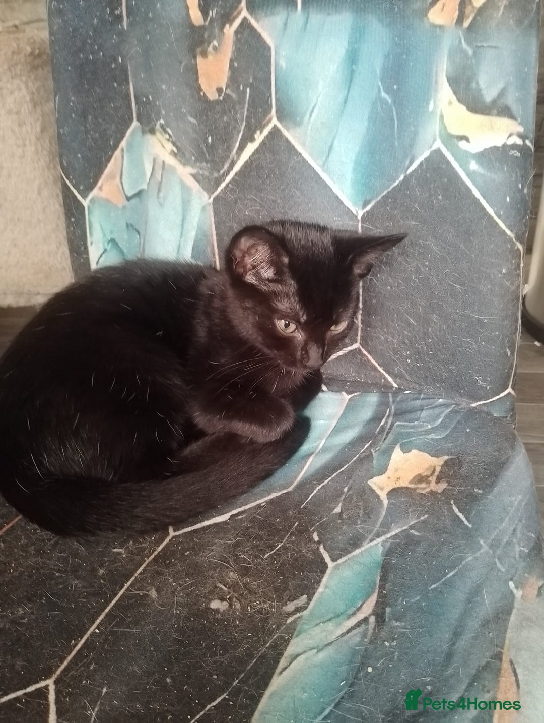 British Shorthair cats for sale: 2 beautiful kittens looking for forever home  - Image 2