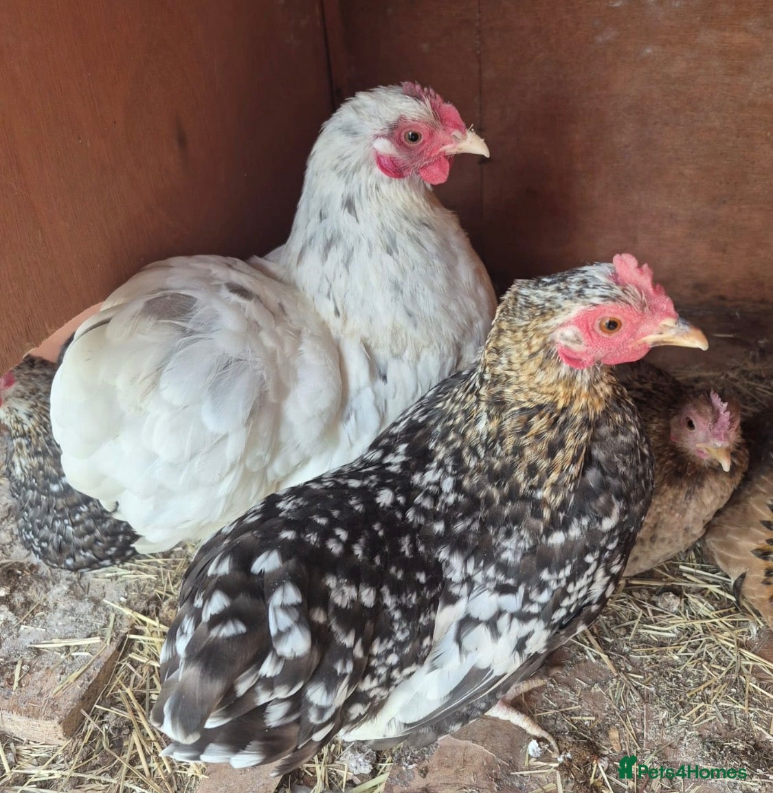 Chickens poultry 6 chickens for sale  - Advert 6