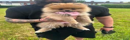 Pomeranian dogs for sale: ⭐️teddy bear Pomeranian ⭐️ - Advert 4