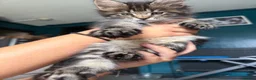 Maine Coon cats for sale: Gorgeous Maine coon  - Advert 4