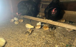 Chickens poultry for sale: 2 mum and 28 chicks for sale  - Image 5