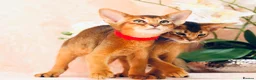 Abyssinian cats for sale: LAST 2 BOYS 💙😻Abyssinian kittens  - Advert 6